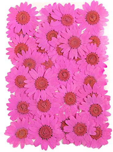 Blausky 36 Stück Natürliche Getrocknete Blumen,Gepresste Blumen,Farbige Chrysantheme Gepresste Blüten,für DIY Kerzen Harz Schmuck Handyhüllen Anhänger Scrapbooking-Dekorationen 25-30mm,Rosenrot