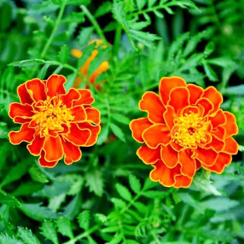 caléndula de siembra de otoño, jardín invernaderos balcón verano semillas balcón jardín semillas 200pcs