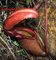 5 SEMI DI Nepenthes Rajah Rarissima