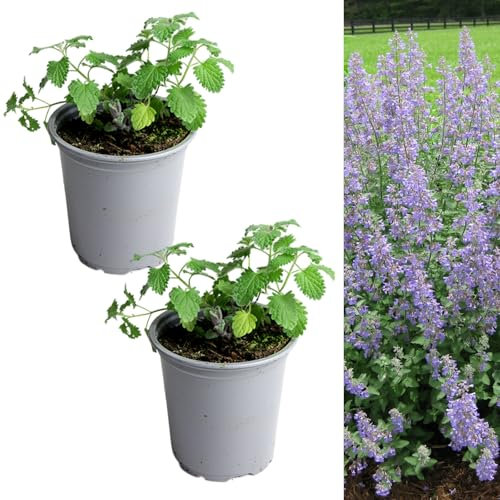 Carbeth Plants - Catmint Herb Plant in 9cm Pot - Garden Ready Evergreen Nepeta Herbaceous Perennial Shrub - Aromatic Easy to Grow Outdoor Plant - Ideal for Growing in Beds, Borders and Pots (2 Plants)