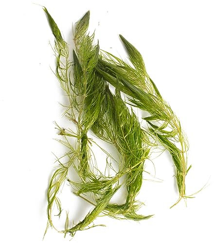 Lincolnshire Pond Plants Ltd Ceratophyllum (Hornwort) Oxygenating Pond Plant - Native Oxygenator (2 Bunch)