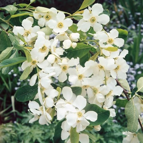 Perlstrauch Exochorda racemosa 40-60 cm Zierstrauch winterhart | Weiße Blüten im Frühjahr, sonnig bis halbschattig, schnittverträglich, ideal für Beete, Kübel und Vorgarten