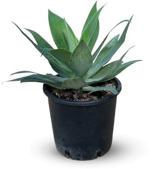 Attitude Jardin – Agave attenuata – 30-40 cm – ⌀ 24 cm – Kakteen und Sukkulenten