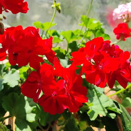 20 pezzi semi di geranio - da balcone per l'inverno semi perenni resistenti che coprono il suolo decorativi resistenti per giardino