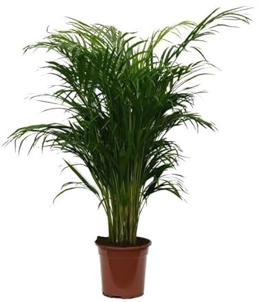 DECOALIVE Palmera Areca Grande 90cm Ideal para Decorar la Casa Planta Natural