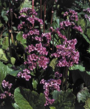 Bergenia cordifolia Red Beauty (Rotblum) 1,000 Seeds