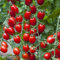Semillas de Tomate Solemio - Tomate Cherry en Rama Tradicional Semillas Hortícolas