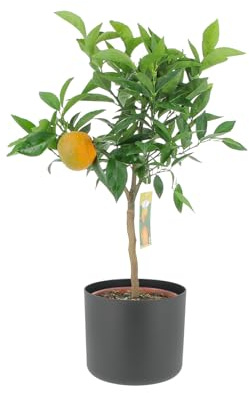 KENTIS - Clementina Cítrica - Mandarín - Plantas Frutales de Exterior - Plantas Cítricas Para Balcón - H 70-80 cm, Maceta 20 cm