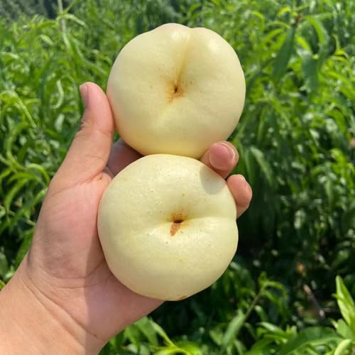 nettarina - in rialzata spalliera rari per gli amanti del giardin 3semi