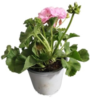 DECOALIVE Geranio Rosa – Planta Natural en Maceta – Flores de Exterior para Balcón y Terraza
