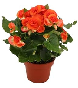 Planta Natural de Begonia de Flor Variedad Elatior Viva | Color y Belleza en Maceta