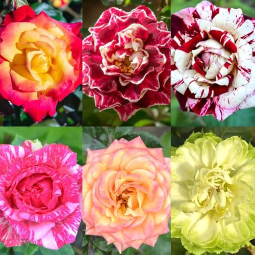 750 piezas semillas de rosas resistentes - jardín semillas rosa pradera perennes resistentes oficina