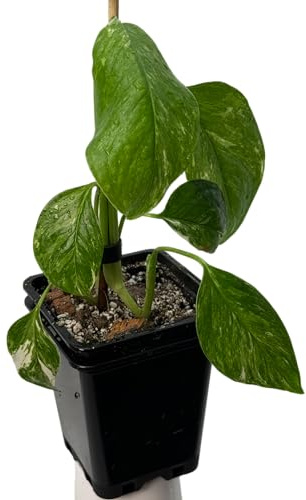 Monstera lechleriana variegata – seltene Zimmerpflanze mit Panaschierung | Kletterpflanze für Moosstab, Rankstab & Indoor Jungle | exklusive Sammler-Pflanze für Wohnräume
