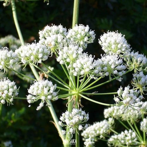 Conium maculatum L. 50+ PCS fresh seeds, Hemlock, Poison hemlock, Herb seeds organic