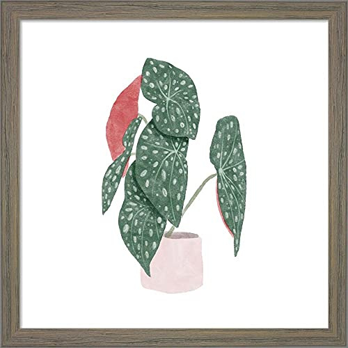 Polka Dot Begonia I by Bannarot Framed Art Print Wall Picture, Unknown Frame, 13 x 13 inches