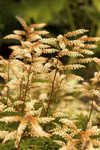 Aruncus aethusifolius 9x9 cm Topf – Winterhart, Mehrjährig, Pflegeleicht – Zwerg-Geißbart – Staude für Schattenbeet & Rabatte