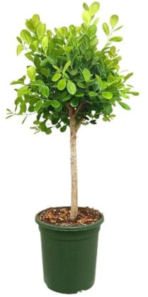 FICUS MICROCARPA MOCLAME | Maceta 32CM | Altura 120CM | Planta de Exterior | Fácil Cuidado | Decorativa | Hojas Verdes