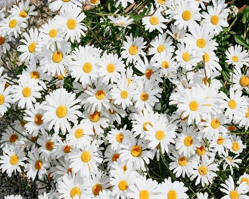 Nouvelles graines de marguerites blanches fraîches 100 pièces