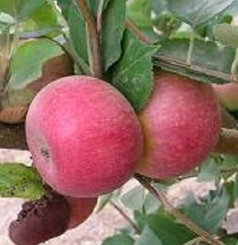 Albero Melo Annurca - Età 3 anni