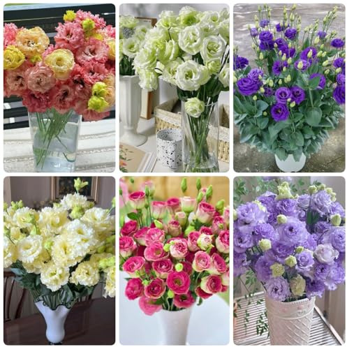 Semillas de Lisianthus, Las de jardín son perennes resistentes semillas silvestres exóticas decoración de jardín 550pcs