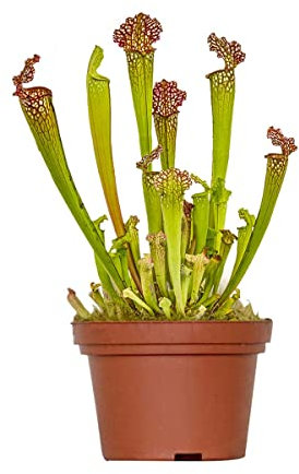 Bloomique - Sarracenia Juthatip Soper - Schlauchpflanze - Fleischfressende Pflanze - Höhe 15-25 cm - Topf 12 cm