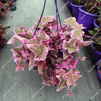 Kletterpflanzen Seed Seltene Parthenocissus tricuspidata Seed-Hausgarten Zierpflanzen Vier Jahreszeiten Blumen 60 PC/bag 8 : Seeds Only