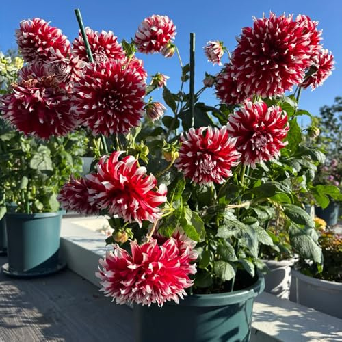 tuberi di dalia resistenti - balcone esterni giardino rare 8pcs