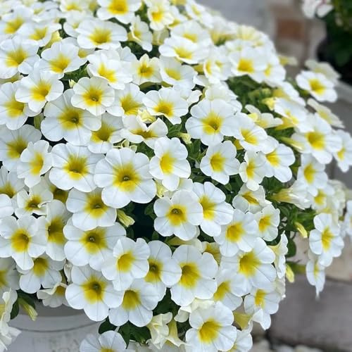 zauberglöckchen blumensamen mehrjährig winterhart gartenpflanze bonsai topf schmetterlingsflieder topfpflanzen echt blumenwiese herbstaussaat mehrjährig wildblumen balkonblumen 400samen