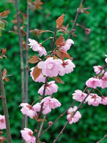 Blutpflaume Prunus cerasifera Pleniflora 80-100 cm, winterhart | Zierbaum mit dekorativer Blüte, schnittvertraeglich, pflegeleicht, sonniger Standort, robuste Heckenpflanze
