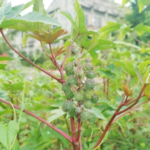 rizinussamen kräutersamen exotische zimmerpflanzen gartenpflanzen heilkräuter pflanztöpfe kräuterpflanzen biosaatgut wildkräuter winterharte stauden mehrjährig wohnzimmer deko 180samen