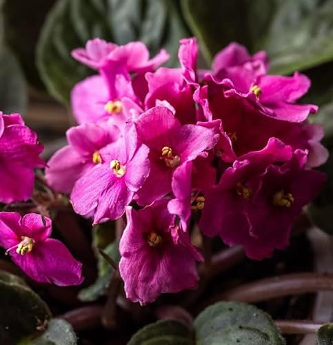 1 x African Violet Saintpaulia Flowering RED Color in 12cm pots