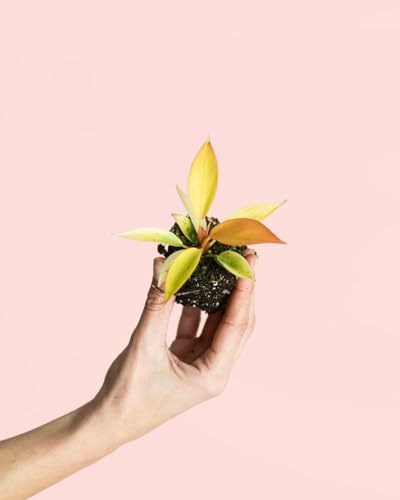 PUR PLANT Philodendron Prince of Orange | Planta natural de interior tropical y colorida | Hojas anaranjadas y verdes decorativas | Resistente y elegante | Maceta de Ø6 cm