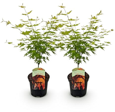 GreenboutiQ - Plante de terrasse - Érable japonais - Acer palmatum Orange Dream - Orange - 2 Plantes - Caduc - Pot 19cm Hauteur 70cm
