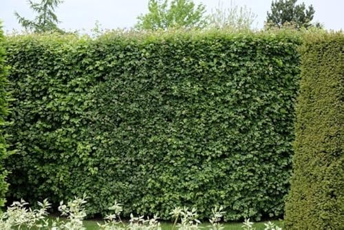 25st. Feldahorn – Acer campestre 50-80cm| Heimischer Ahorn, Hecken- & Forstpflanze | Winterhart, robust & schnittverträglich | Wald | Anpflanzungen | Kaminholz | Brennholz | Wurzelware