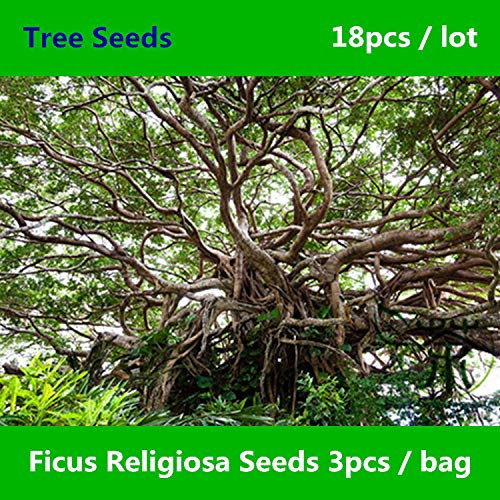 Shopmeeko ^^ Verschönerung Ficus Religiosa ^^^^ 18pcs, Zierpflanze Heiliger Feigenbaum ^^^^, Familie Moraceae Halb-immergrüne Pu Ti Shu ^^^^