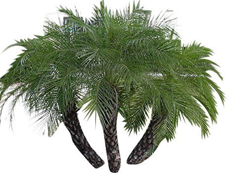 10.000 Samen Zwerg-Dattelpalme -Phoenix roebelinii- -Tolle Zimmerpflanze-