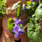 semi di violetta dolce resistente, semi di erbe aromatiche, semi di bonsai, decorazione da giardino per esterni semi di erbe selvatiche, fiori balcone giardino erbe aromatiche 75pcs