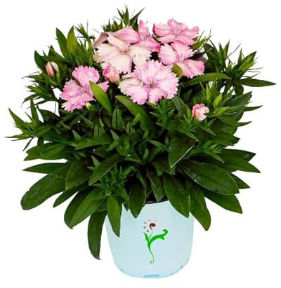 Clavellina Natural Planta de Exterior Perfecta para Crear Zonas de Color en el Jardín