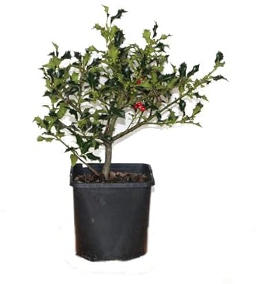 Acebo o Falso Muerdago Árbol de Exterior Natural Perfecto como Elemento Decorativo