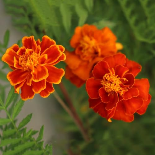 semillas de caléndula de jardín, caléndula orgánicas macizo de con orgánicas decorativas resistentes para balcón 60pcs