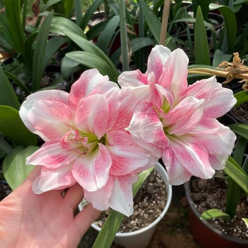 amarylliszwiebel - Hippeastrum - kletterpflanzen winterharte stauden für pralle sonne deko wohnzimmer zimmergewächshaus outdoor mehrjährige bodendecker winterhart gartendeko für 4pcs