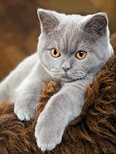NAIMOER Diamond Painting Katze, 5D Erwachsene Diamant Malerei, Kinder Stickerei Kreuzstich Wohnzimmer Bilder 30x40cm