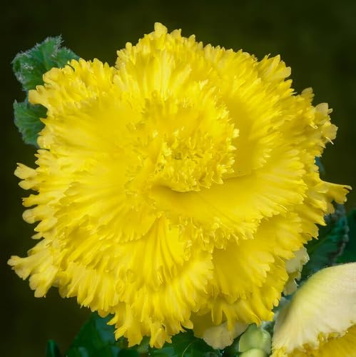 Bulbi Fiori Perenni da Esterno - 5 Begonia Giallo Fimbriata - Piante e fiori esclusivi dall'Olanda - per giardino, vasi e balcone (grandi, non semi, non artificiali)