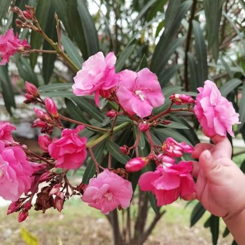 10 piezas semillas de adelfa - de jardín resistentes, en resistentes, semillas primavera al jardín, perennes
