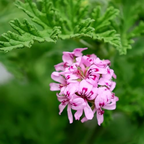 geranio limone giardino di Pelargonium graveolens selvatico medicinali semi selvatico balcone parterre reale 25pcs