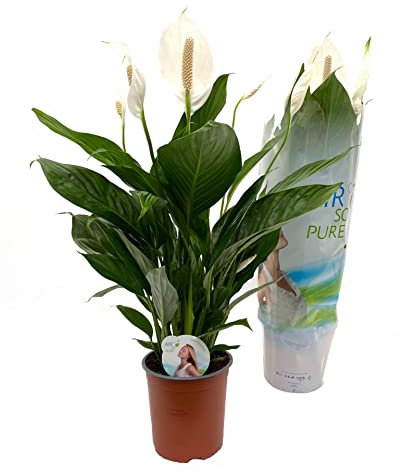 Spathiphyllum Bellini DECOALIVE Planta de Interior Natural para Decorar el Hogar Lirio de la Paz o Espatifilo