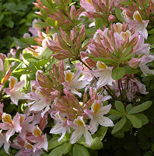 Hochstamm Azalee Irene Koster 80-100cm - Rhododendron luteum - Alpenrose