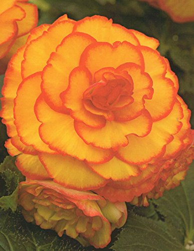 Begonien Picotee gelb/roter Rand, großblütig, gefüllt Knollenbegonien Blumenzwiebeln (5 Blumenzwiebeln)