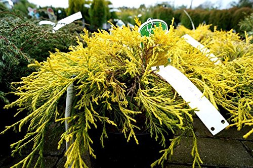 Gelbe Fadenzypresse Chamaecyparis pisifera Filifera Aurea Nana Containerware 25-30 cm
