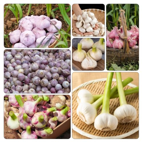 pflanzknoblauch Knoblauch - winterharte kübelpflanzen dekopflanzen pflanztopf kräutergarten gemüsebeet hochbeett gartenpflanze hochbeet balkon büropflanzen wintergemüse hochbeete für 12zwiebeln